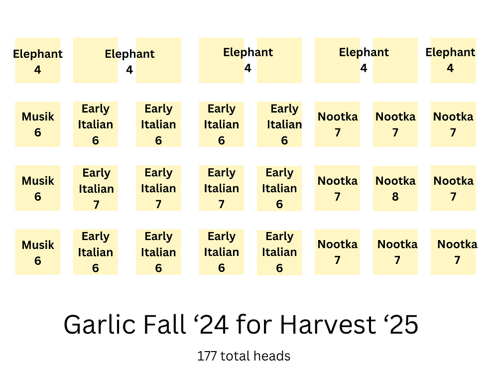 A grid map of how 4 varieties of garlic are planted.