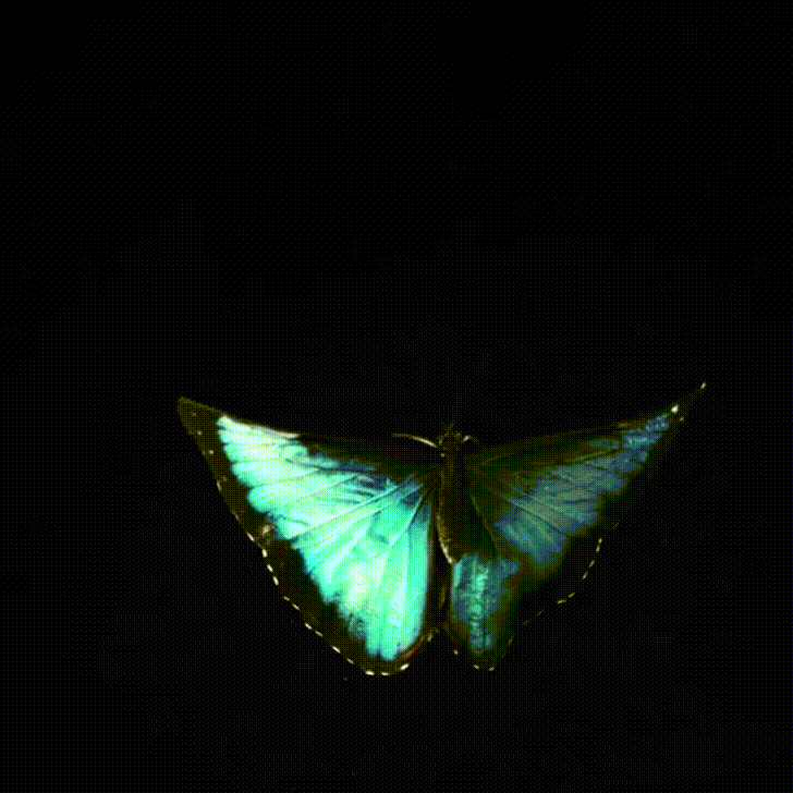 butterfly morpho GIF.gif