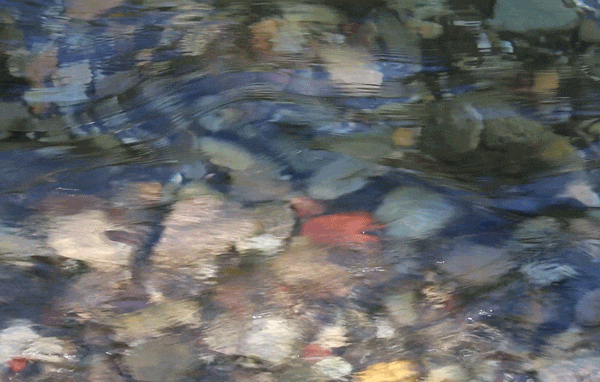 30866F74-46AC-4E8C-A3F8-5CA54701CD75.gif