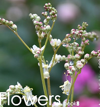 photo book8 any publishing.jpg