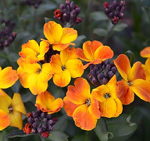 5f.jpg