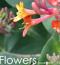 photo book6 any publishing 2.jpg