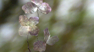 Particles animation from T V
