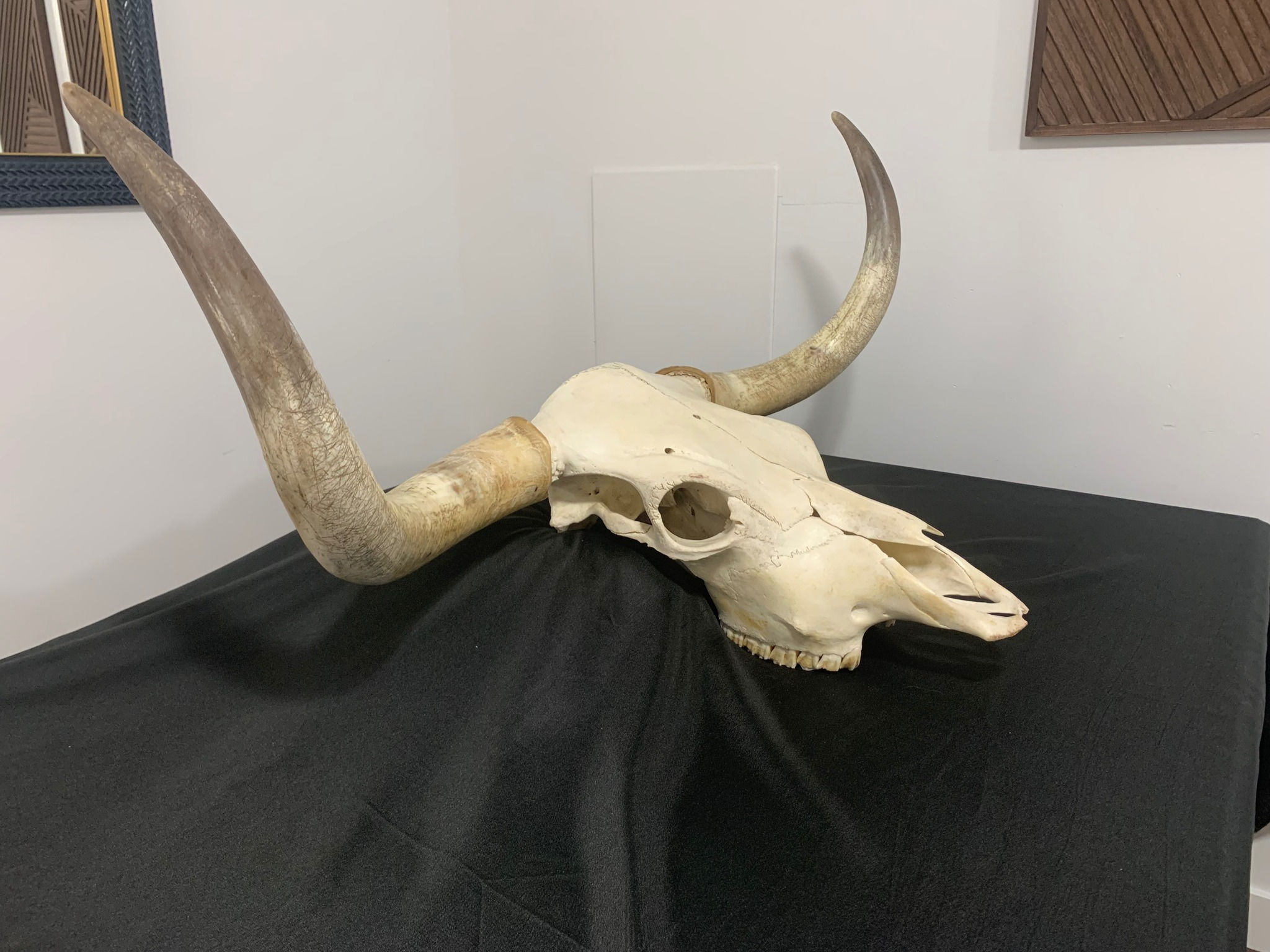Birchwood Taxidermy