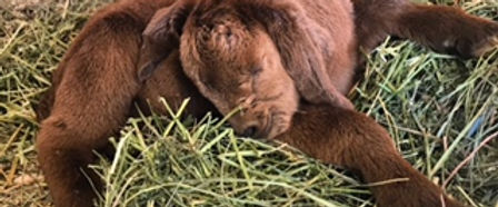 sleeping in hay.JPG