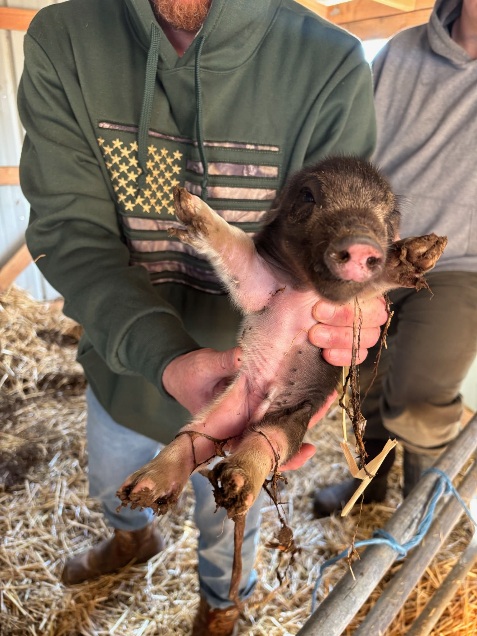 State Fair/Fall Show Circut Piglets 