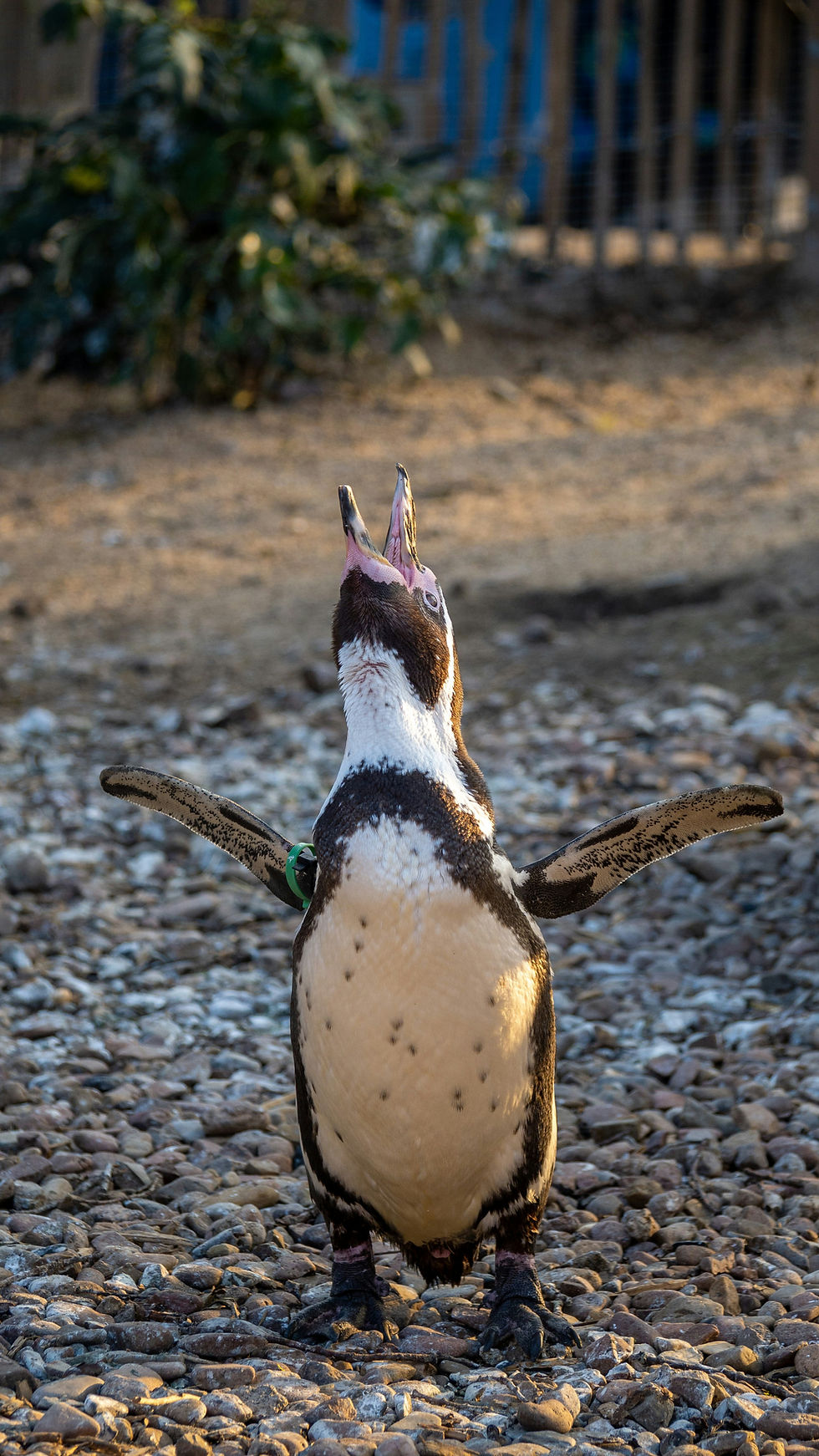 NOGA Wild Penguin Yoga