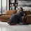 Thumbnail: Premium Comfy Three Seater Sofa Online Gurugram