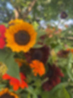 Fall Flower Seed Starting Class & Pick Your Own Flowers