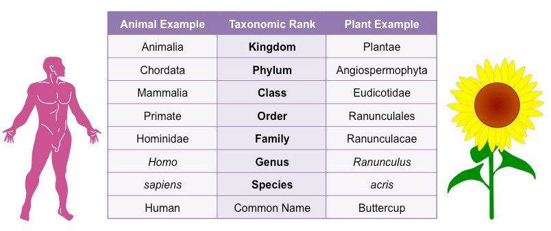 Classification of Man as part of the taxonomy of the animal kingdom