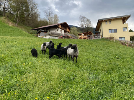 Unsere Tiroler Steinschafe