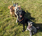 Group dog walking at a secure field