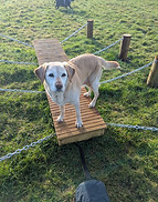 A dog at a secure dog field, agility dog