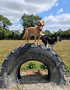 Dogs jumping on a tractor tyre. agility dogs, cambridge with dog walker
