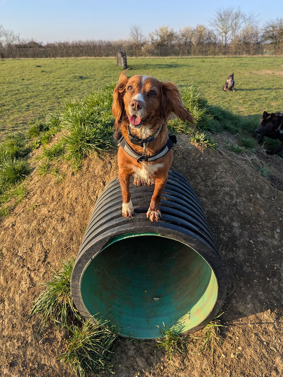 A spaniel enjoying a walk at a secure dog field in Landbeach