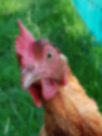 Chicken sitting in Cambridge