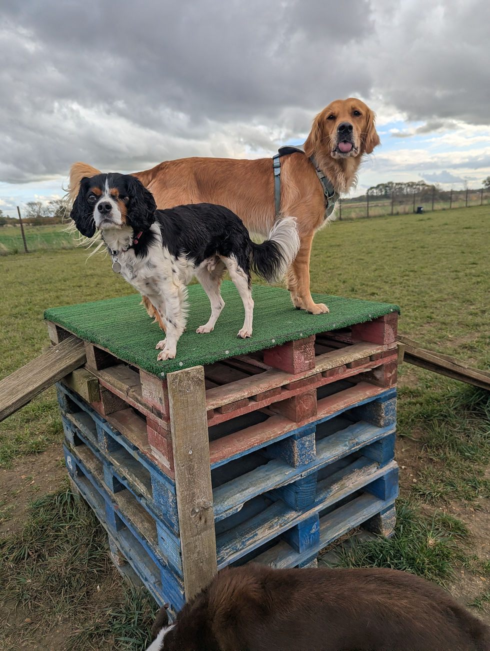 PXL_20251022_135951466.MP