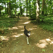 With a dog walker in the woods