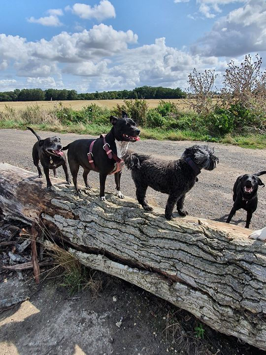 Dogs balancing in a line on a log
