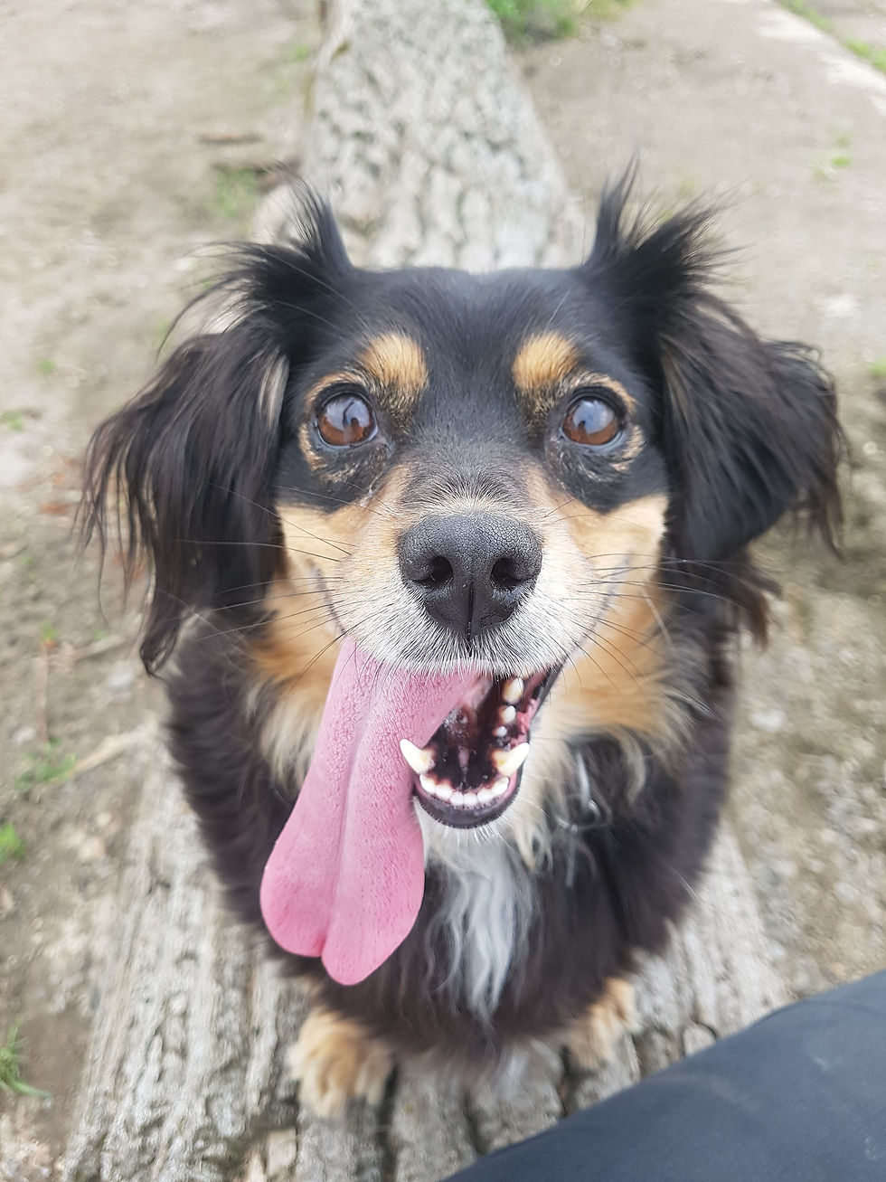 A pretty dog out walking with her dog walker in Fen Ditton