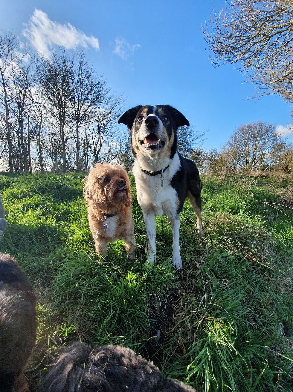 Dogs enjoying a group walk with Nat's Pet Services in Horningsea
