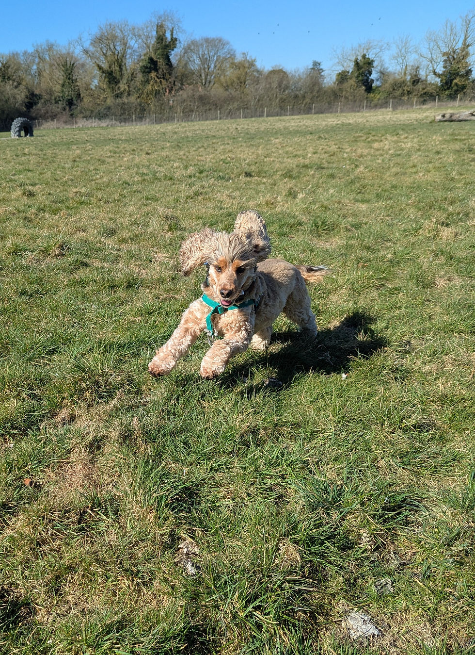 A dog running in a secure dog field