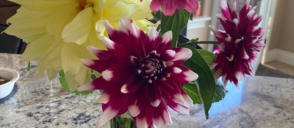 How to Grow California Giant Zinnias From Seed!
