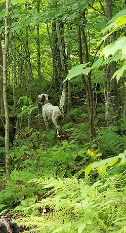 Grouse Dog, Pointing Dog, Dog Training
