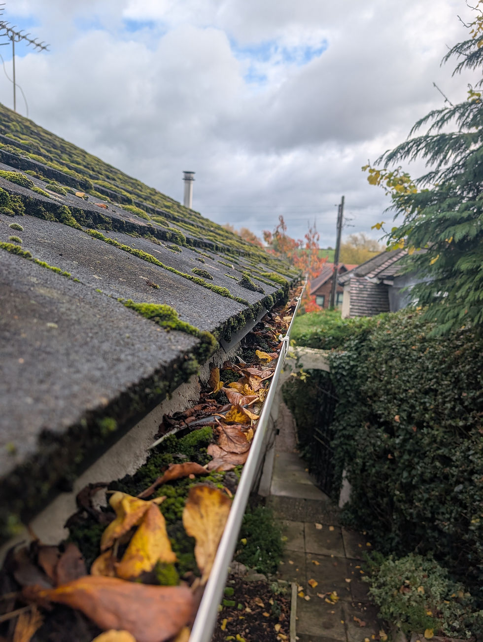 a house gutter full of moss and leaves