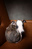 Servizi fotografici per cani