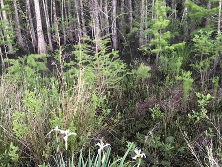 The Place I Call Home