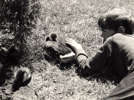 Love and Order in a Goose's Life