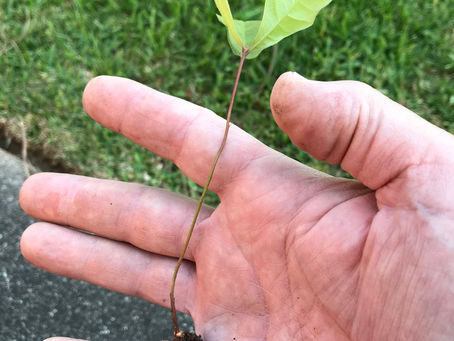 A Weed by any Other Name