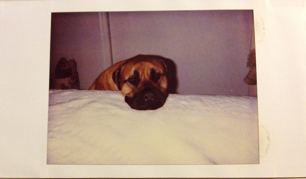 Red wanting to get permission to climb up on our bed