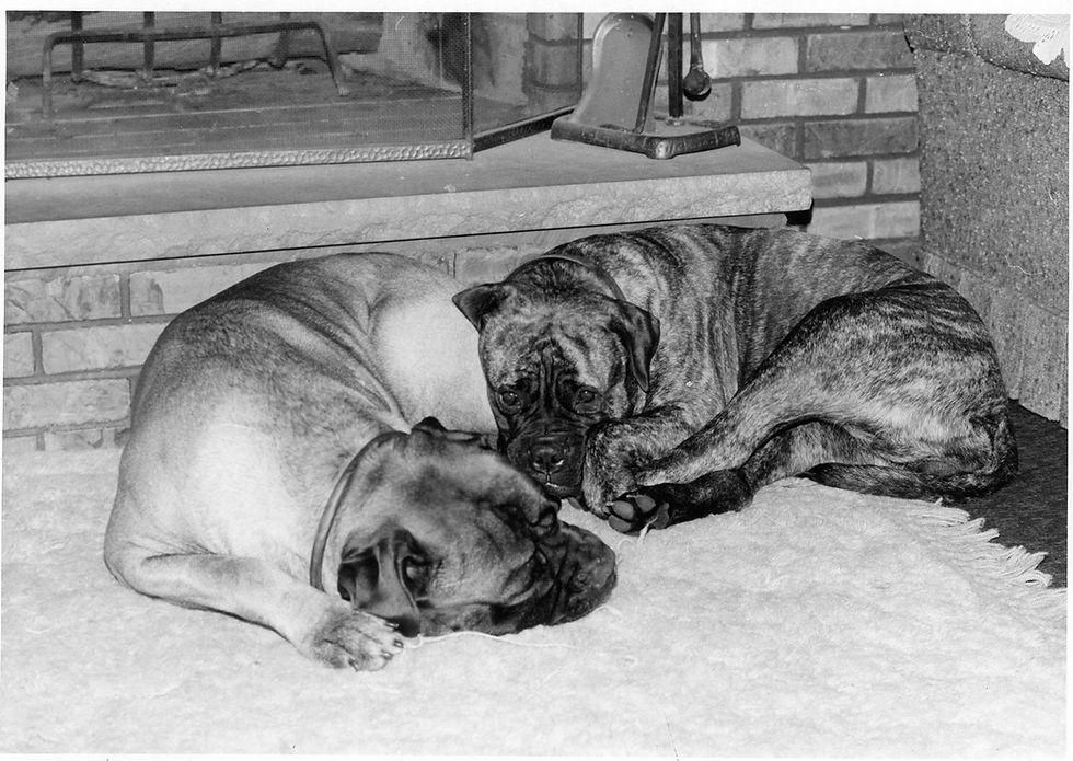 Mack and Mandy sleeping by the fireplace