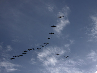 Taking Flight