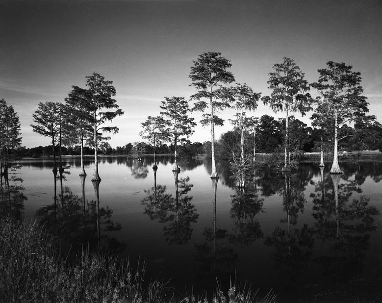 Cypress Pond