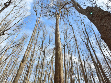"The Little Amazon" or the Altamaha River
