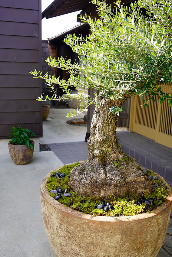 オリーブ古木納品