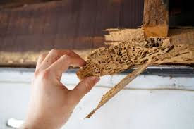 Top Signs of Hidden Termite Damage