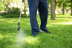 Identifying and Treating Common Lawn Pests