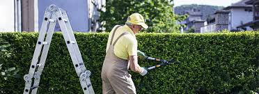 How to Prune Shrubs and Trees Properly | Easy Tips for Beginners