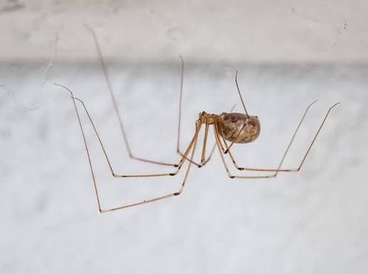 How to control spiders in basements and garages