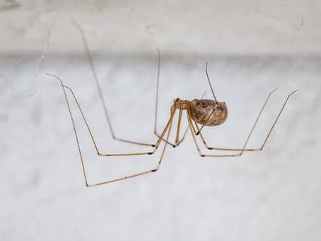 How to control spiders in basements and garages