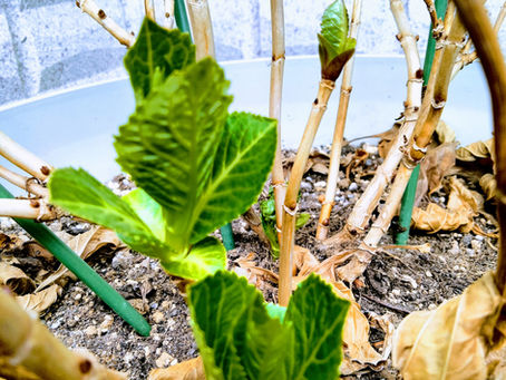 ５月のヨガクラススケジュール