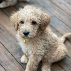 YELLOW BOY