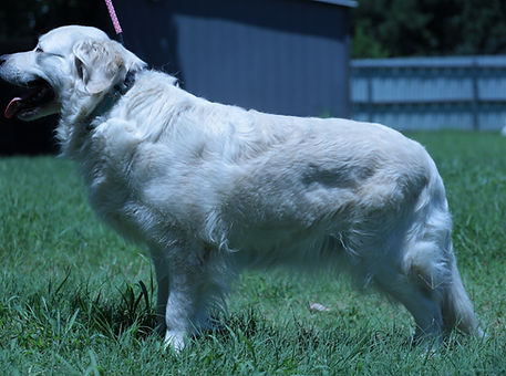 Preslie