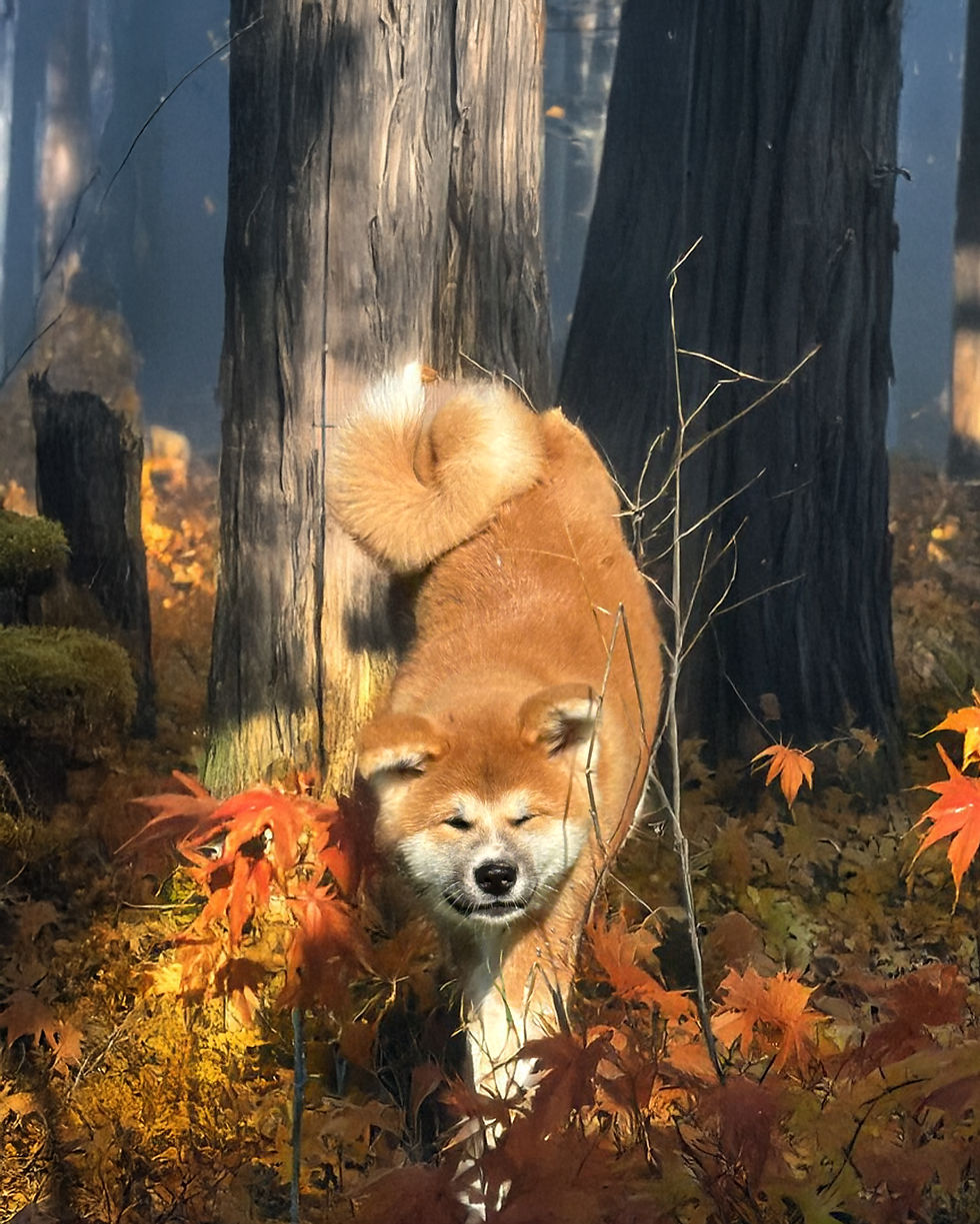 Chiot Akita Inu dormant paisiblement dans son panier à l’Élevage de l’Esprit du Kitsune, illustration d’une adoption calme et réfléchie dans la Drôme.