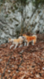 Akita Inu adulte en promenade dans la Drôme, entretien et activités.