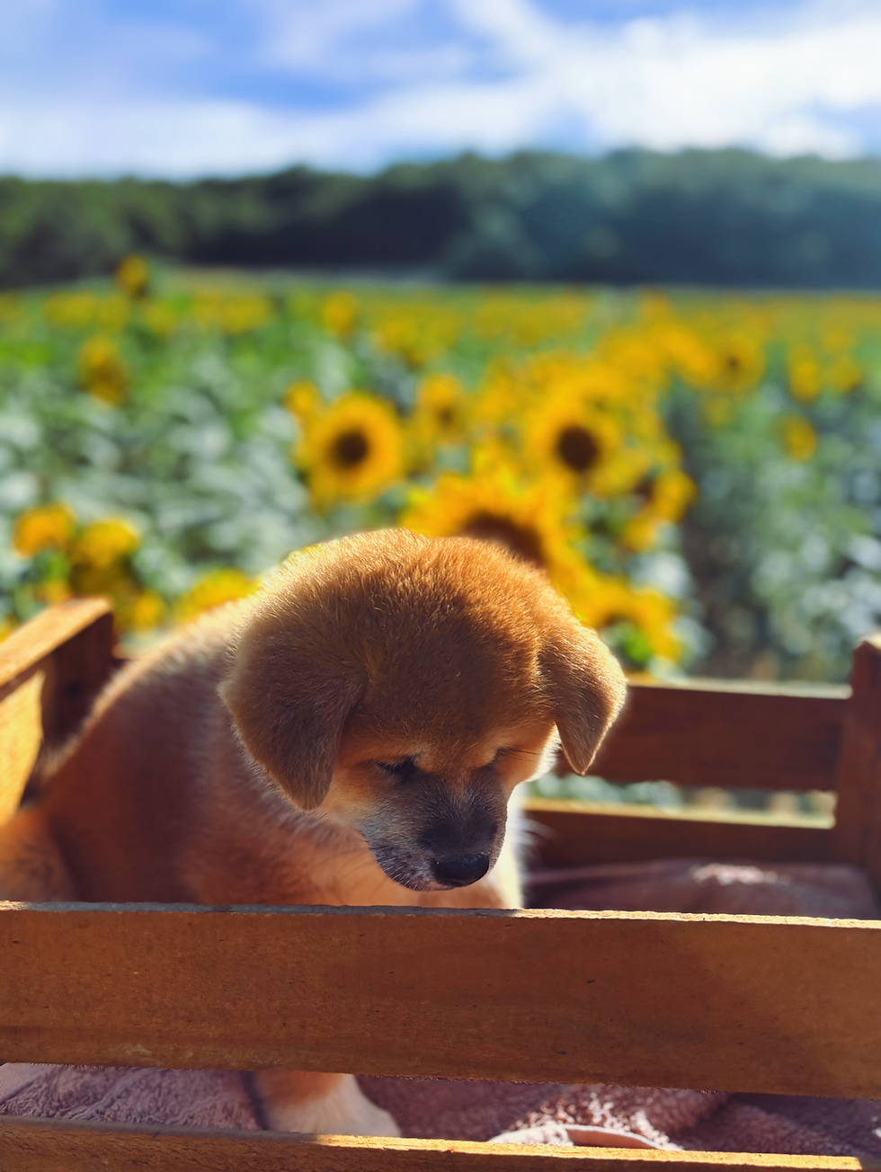 chiot akita inu LOF